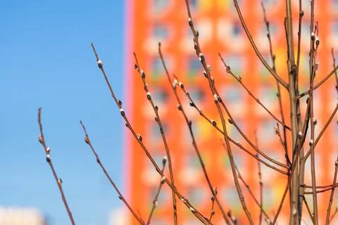 Budding buds on a tree Stock Photos