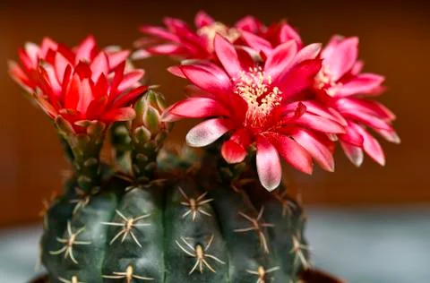 Budding cactus in bloom Stock-Fotos