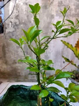 Budding Citrus: A Sign of Spring  Stock Photos
