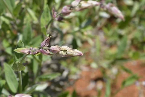 Budding common sage flower spikes growing on a plant outdoors Stock Photos