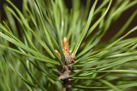 A budding cone on the tip of a pine branch among the needles in early spring Stock Photos