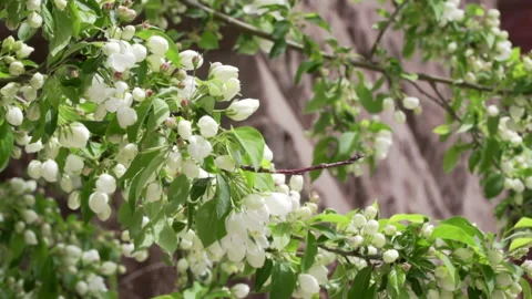 Budding crabapple tree blossoms Stock Footage