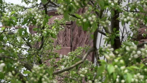 Budding crabapple tree blossoms Video stock 146752026