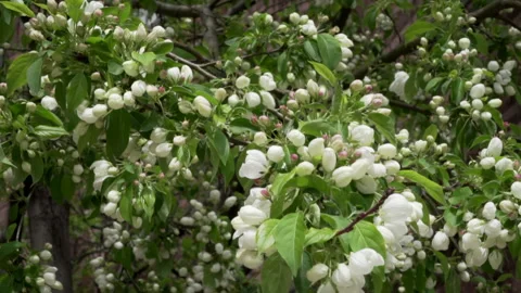 Budding crabapple tree blossoms Video stock 146752058