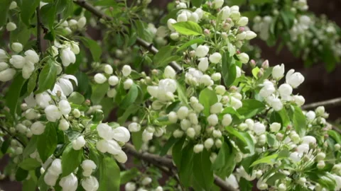 Budding crabapple tree blossoms Video stock 146752083