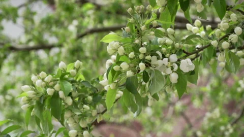 Budding crabapple tree blossoms Video stock 146752375
