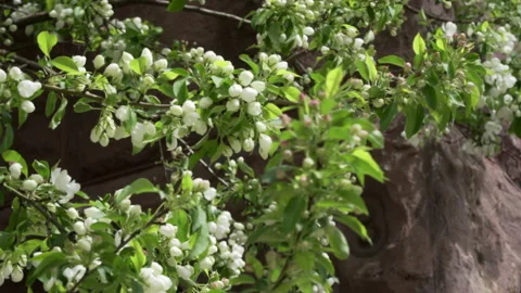 Budding crabapple tree blossoms Video stock 146752479