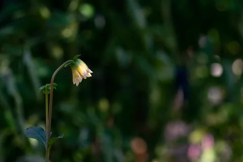 Budding Dahlia Flower Foto stock