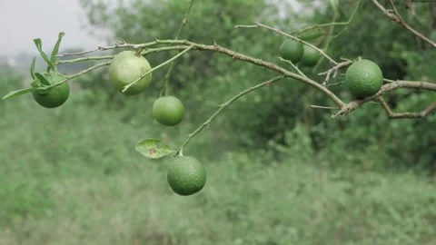 Budding Elegance - A Glimpse into the Green Gems of Nature Stock Footage 327575065