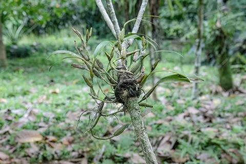 Budding epiphytic orchid on mossy stump Stock Photos