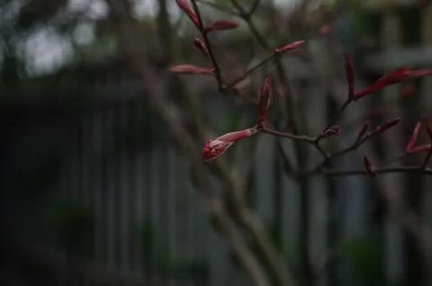 The Budding Flower on the Tree Stock Photos