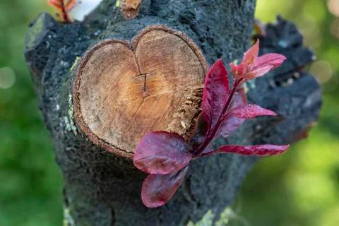 Budding flower on tree Stock-Fotos