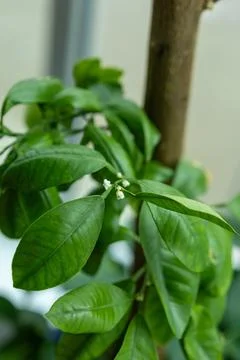 Budding flowers appear on an orange tree in a sunny indoor space during the.. Stock Photos