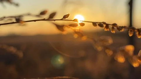 Budding Flowers with Bright Orange Sunset Stock Footage 126997659