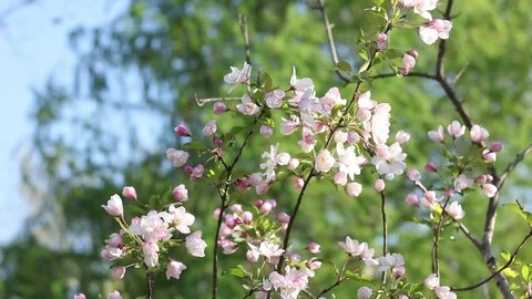 Budding Flowers on Bush Video stock 91041307