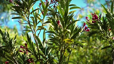 Budding Flowers Pan Stock Footage 78145502