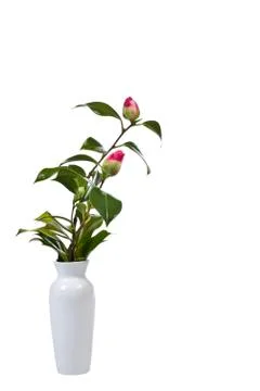 Budding flowers Stock Photos