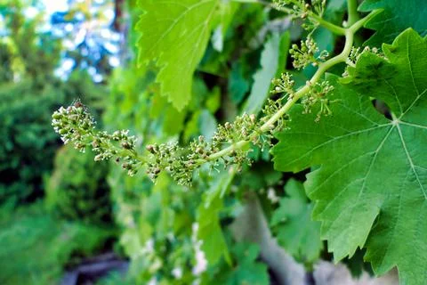 Budding Grape Vine Stock Photos