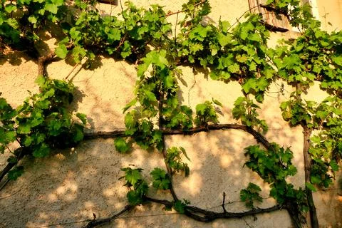 Budding Grape Vine. Stock Photos