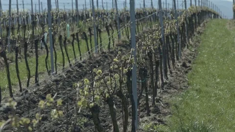 Budding grapevine rows in a spring vineyard Stock Footage 339777926