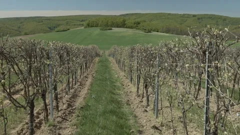 Budding grapevine rows in a spring vineyard Stock Footage 339778191