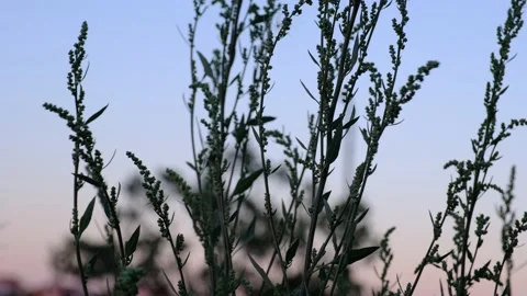 Budding Grasses 库存影片 158095257