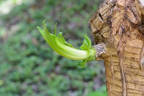 Budding green leaf Stock Photos