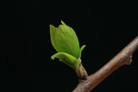 Budding growing lilac branch. Timelapse Video stock 109244045