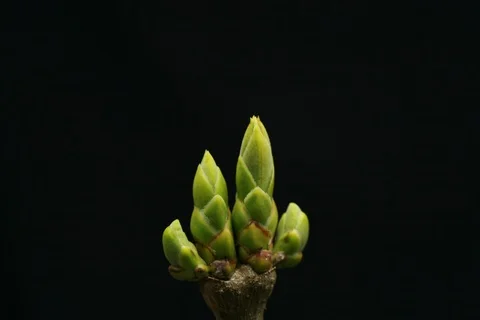 Budding growing lilac branch. Timelapse Stock Footage 109337678