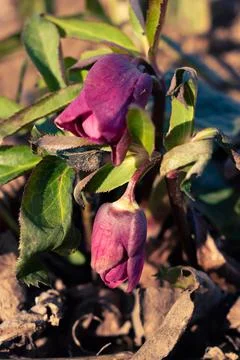 Budding hellebore flowers in the forest Stock Photos