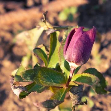 Budding hellebore flowers in the forest Stock Photos