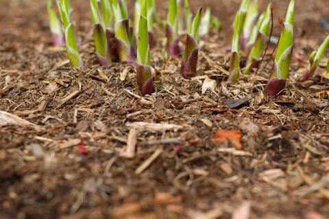 Budding Hofstras 스톡 사진