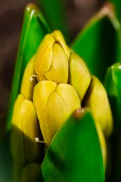 Budding Hyacinth Stock-Fotos