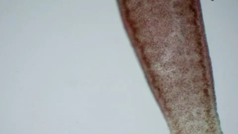 Budding. Hydra reproduction under microscope. Biological indicator Stock Footage 268488219