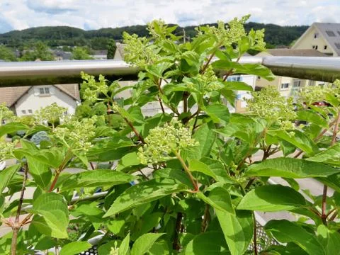Budding hydrangea on terrace Stock Photos