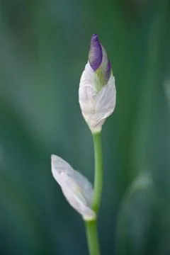 Budding iris Stock Photos