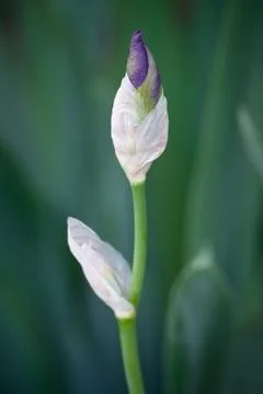 Budding iris Stock Photos