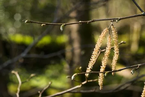 Budding katkins on willow tree at springtime Stock Photos