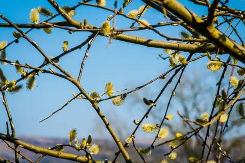 Budding katkins on willow tree at springtime Stock Photos