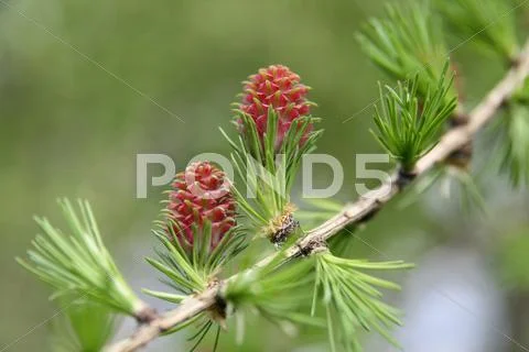Budding larch cones Stock Photos