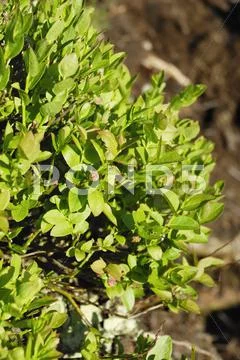 Budding leaves and blossoms of a european blueberry, bilberry, whortleberry s Stock Photos