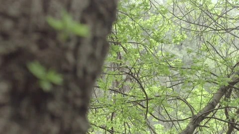 Budding Leaves on a Rugged Tree Trunk Stock Footage 282934558