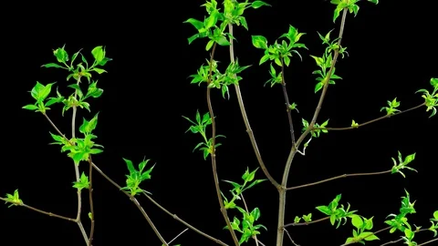 Budding leaves in spring, time-lapse with alpha Stock Footage