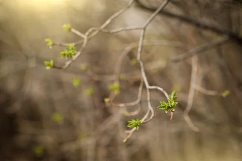 The budding leaves of the tree. the birth of a new life. spring, background. Stock Photos