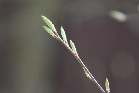 Budding leaves on tree branches Stock Photos