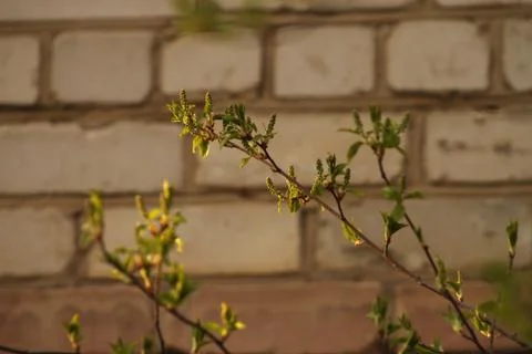 Budding leaves on tree branches Stock Photos