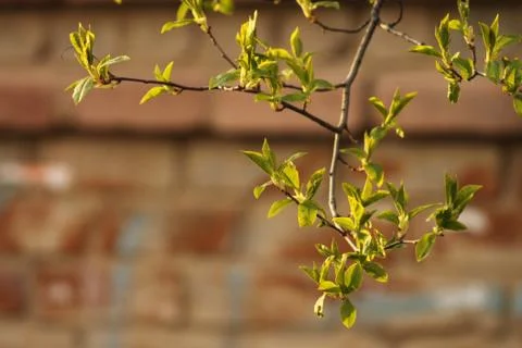 Budding leaves on tree branches Stock Photos