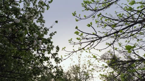 Budding Leaves on Tree Branches in Spring Stock Footage 282937523