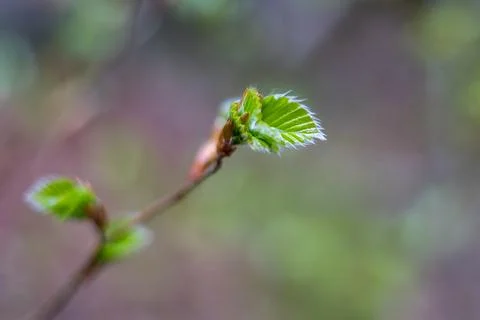 Budding leaves of a tree in spring Stock Photos
