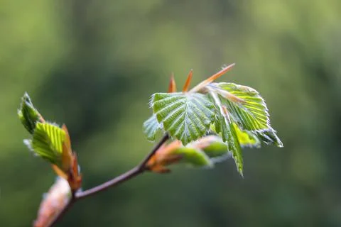 Budding leaves of a tree in spring Stock Photos